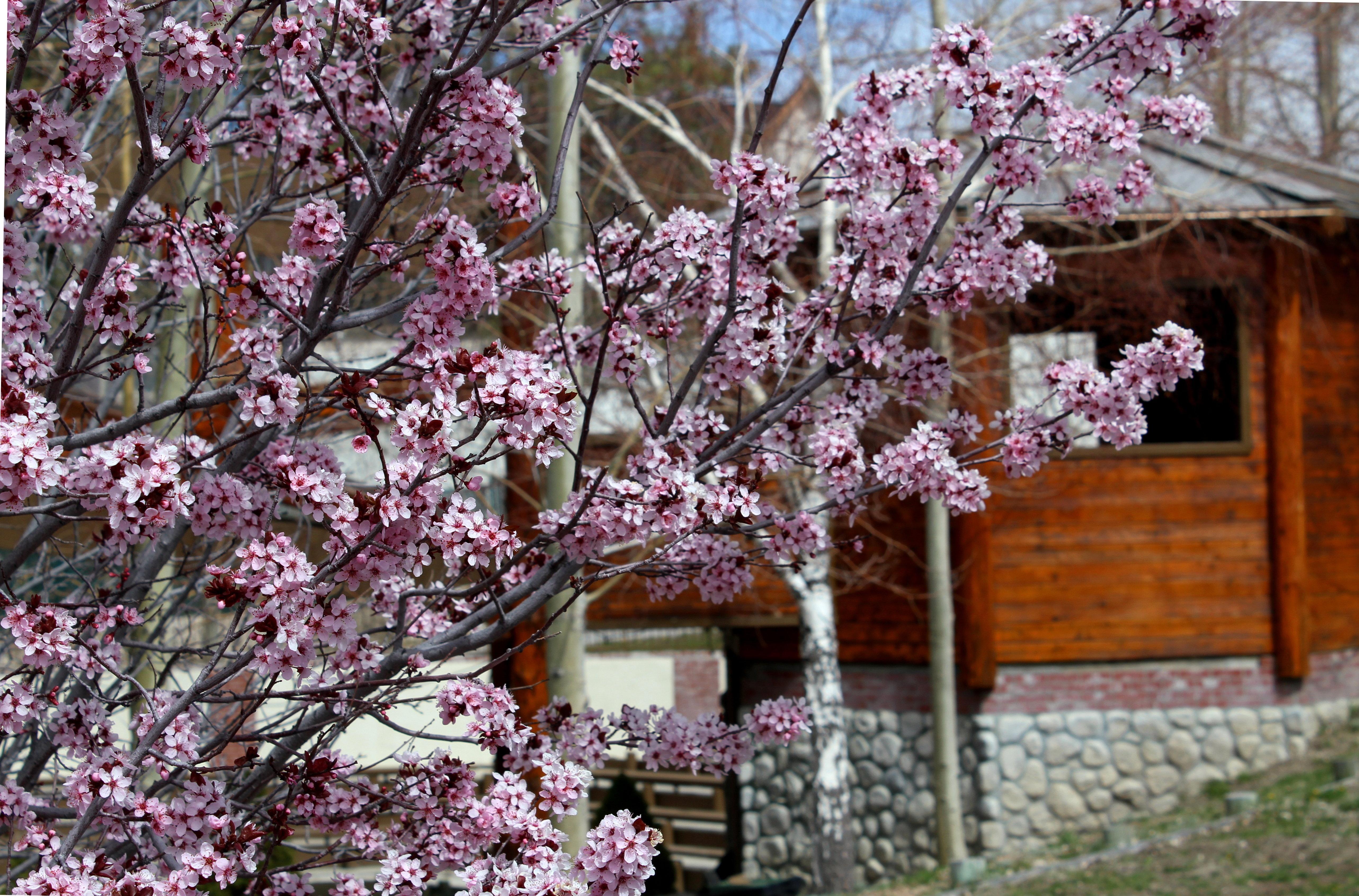 Holiday Inn Resort The Lodge At Big Bear Lake By Ihg Εξωτερικό φωτογραφία