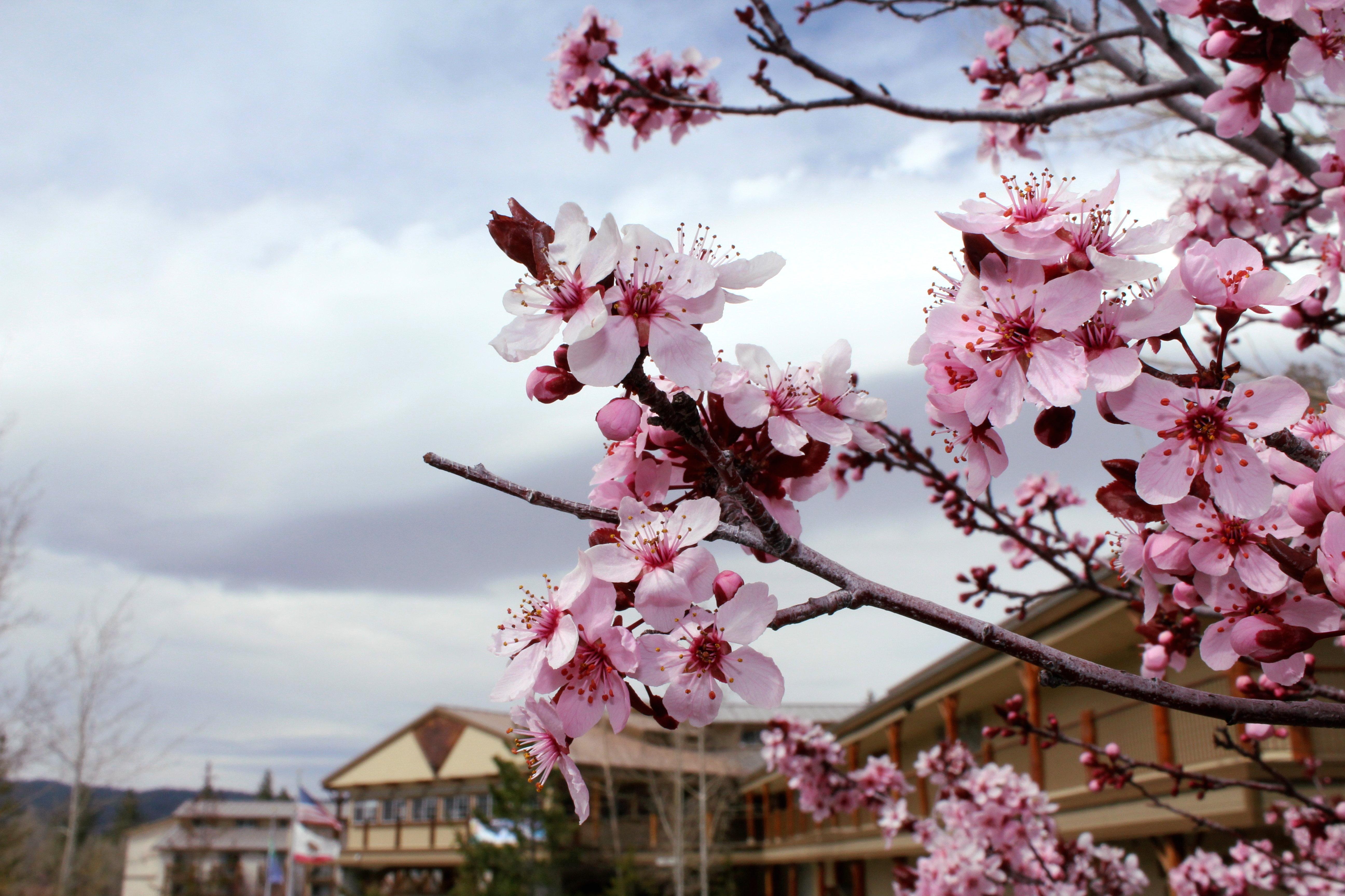 Holiday Inn Resort The Lodge At Big Bear Lake By Ihg Εξωτερικό φωτογραφία